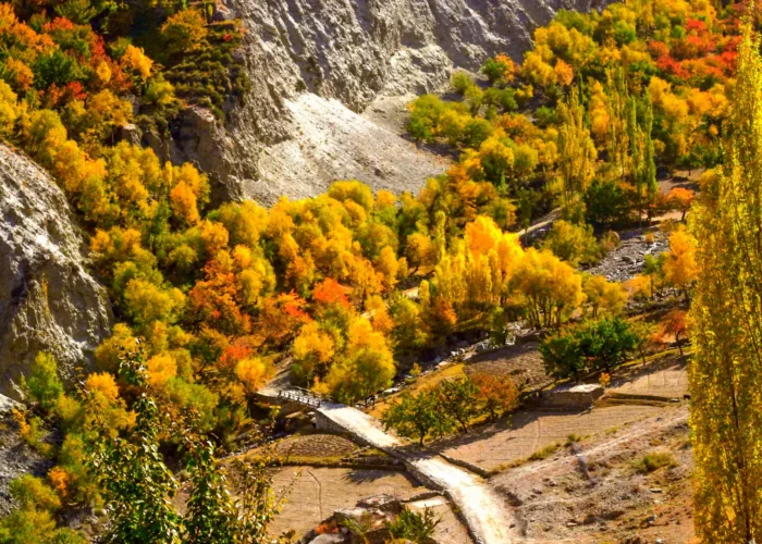 Vibrant autumn foliage in Hunza, Gilgit-Baltistan, Pakistan, with majestic mountains in the background, perfect for Travel Hunza enthusiasts.