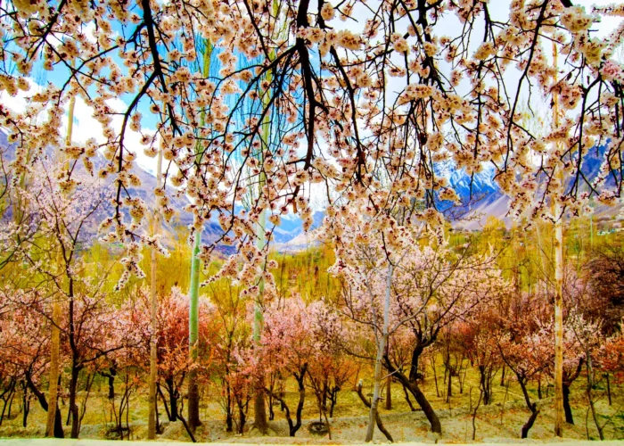 Breathtaking view of Hunza Valley cherry blossoms in full bloom surrounded by majestic mountains.