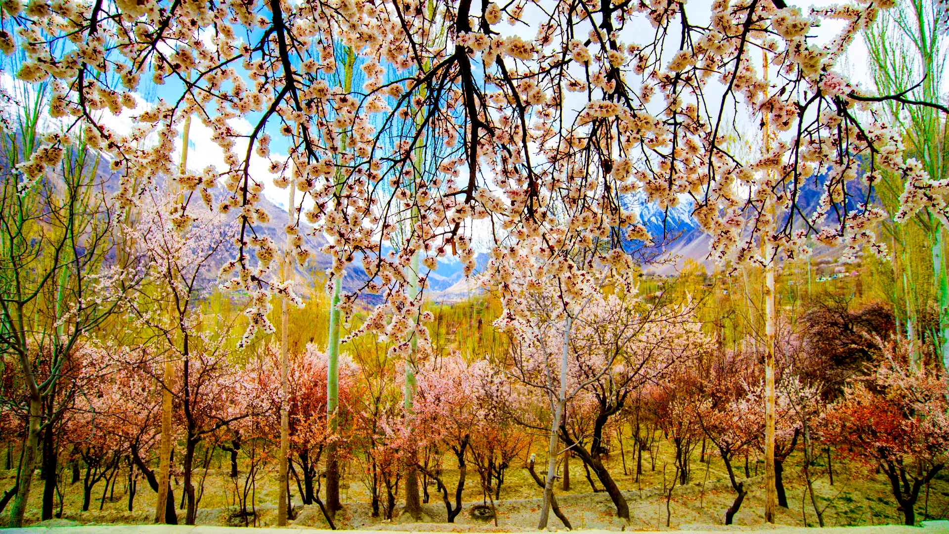 Breathtaking view of Hunza Valley cherry blossoms in full bloom surrounded by majestic mountains.