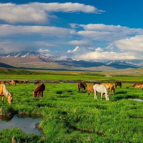 deosai national park