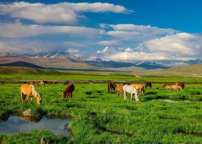 deosai national park