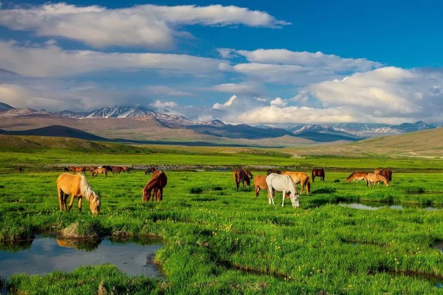 deosai national park