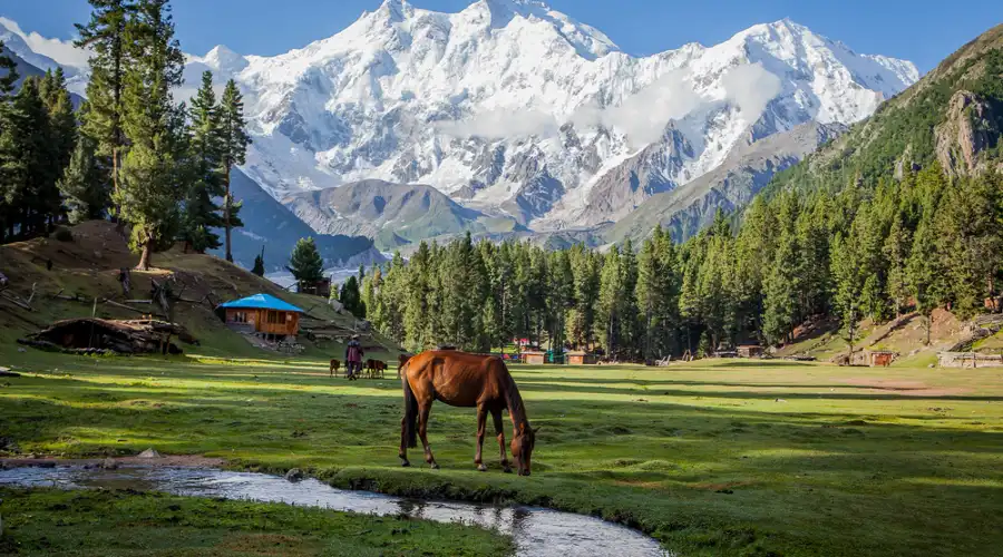 Fairy meadows: the most scenic trek in pakistan