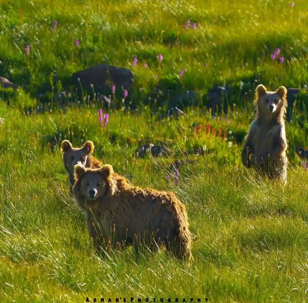 Brown bear deosai